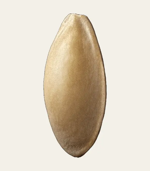 seed
